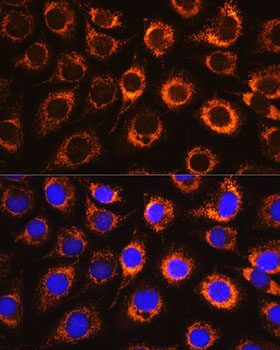 Monoamine Oxidase B (MAOB) Rabbit Polyclonal Antibody - Image 7