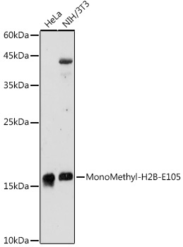 MonoMethyl-H2B-E105 Rabbit Polyclonal Antibody