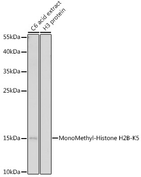 MonoMethyl-Histone H2B-K5 Rabbit Polyclonal Antibody