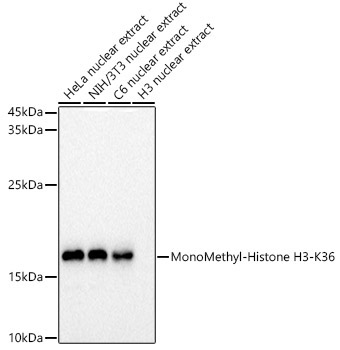 MonoMethyl-Histone H3-K36 Rabbit Polyclonal Antibody