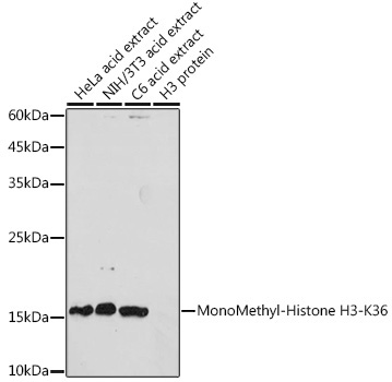 MonoMethyl-Histone H3-K36 Rabbit Polyclonal Antibody