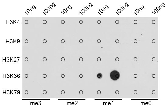 MonoMethyl-Histone H3-K36 Rabbit Polyclonal Antibody - Image 2