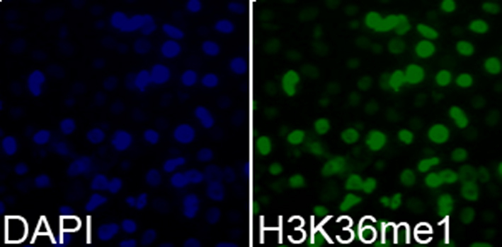 MonoMethyl-Histone H3-K36 Rabbit Polyclonal Antibody - Image 3