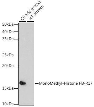 MonoMethyl-Histone H3-R17 Rabbit Polyclonal Antibody
