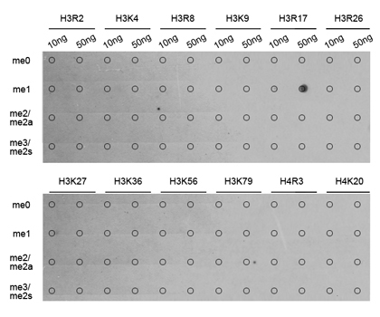 MonoMethyl-Histone H3-R17 Rabbit Polyclonal Antibody - Image 2