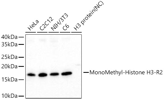 MonoMethyl-Histone H3-R2 Rabbit Monoclonal Antibody