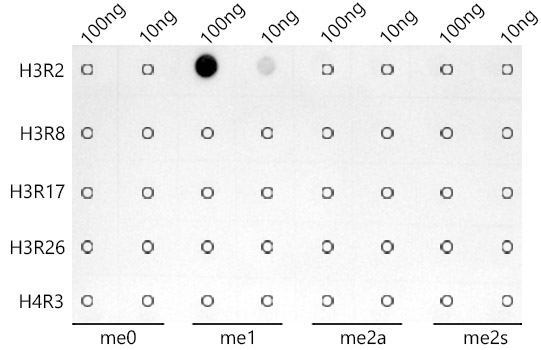 MonoMethyl-Histone H3-R2 Rabbit Monoclonal Antibody - Image 2
