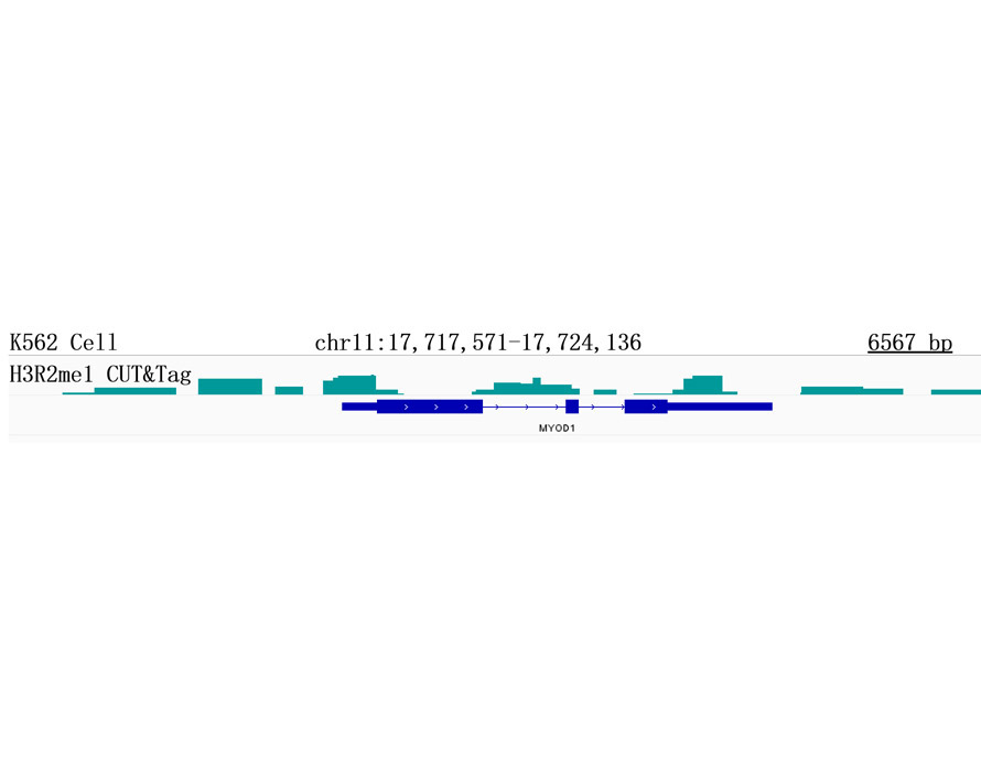 MonoMethyl-Histone H3-R2 Rabbit Monoclonal Antibody - Image 3