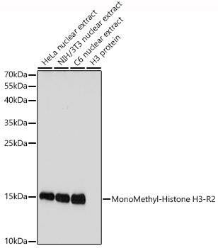 MonoMethyl-Histone H3-R2 Rabbit Polyclonal Antibody