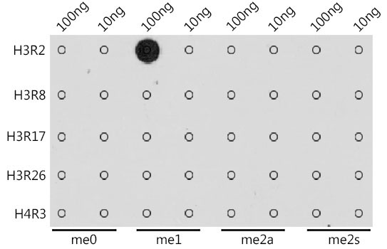 MonoMethyl-Histone H3-R2 Rabbit Polyclonal Antibody - Image 2