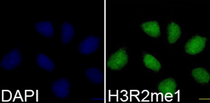 MonoMethyl-Histone H3-R2 Rabbit Polyclonal Antibody - Image 3
