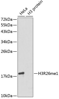MonoMethyl-Histone H3-R26 Rabbit Polyclonal Antibody