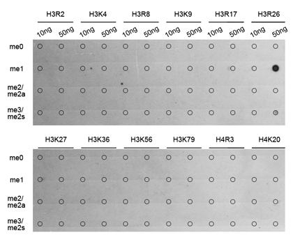 MonoMethyl-Histone H3-R26 Rabbit Polyclonal Antibody - Image 2