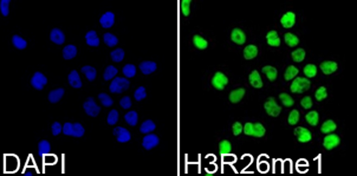 MonoMethyl-Histone H3-R26 Rabbit Polyclonal Antibody - Image 3