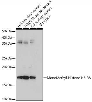 MonoMethyl-Histone H3-R8 Rabbit Polyclonal Antibody