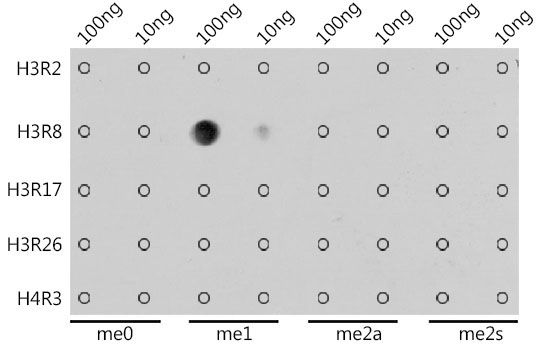MonoMethyl-Histone H3-R8 Rabbit Polyclonal Antibody - Image 2