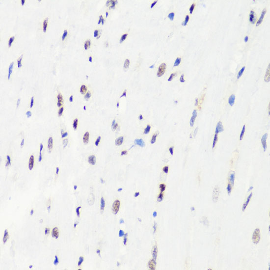 MonoMethyl-Histone H3-R8 Rabbit Polyclonal Antibody - Image 3