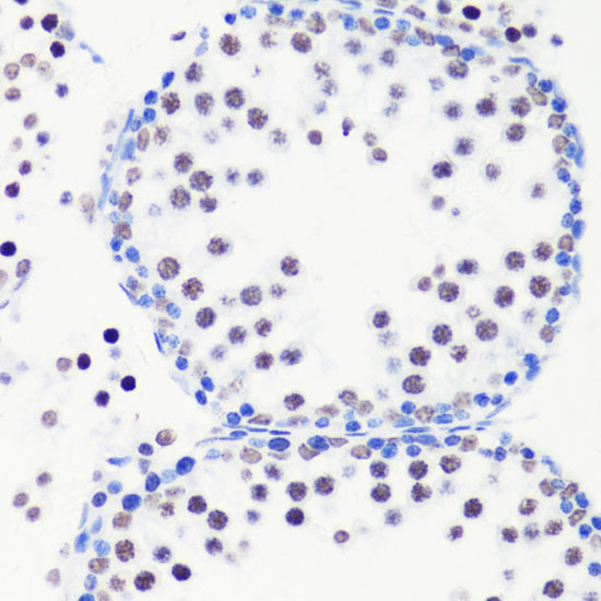 MonoMethyl-Histone H3-R8 Rabbit Polyclonal Antibody - Image 5