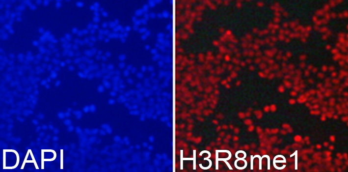 MonoMethyl-Histone H3-R8 Rabbit Polyclonal Antibody - Image 6
