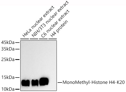 MonoMethyl-Histone H4-K20 Rabbit Polyclonal Antibody