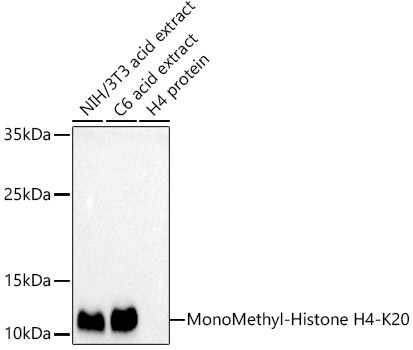 MonoMethyl-Histone H4-K20 Rabbit Polyclonal Antibody