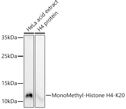 MonoMethyl-Histone H4-K20 Rabbit Polyclonal Antibody - Image 2