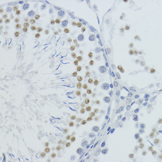 MonoMethyl-Histone H4-K20 Rabbit Polyclonal Antibody - Image 5