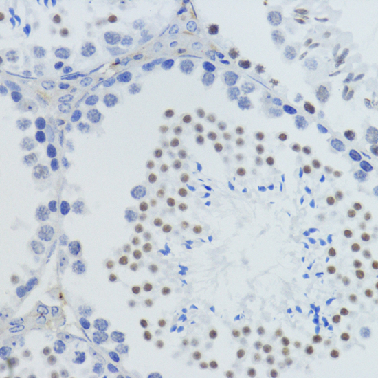 MonoMethyl-Histone H4-K20 Rabbit Polyclonal Antibody - Image 6