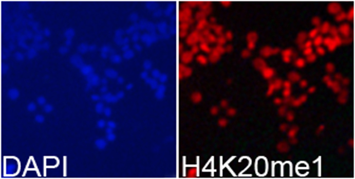MonoMethyl-Histone H4-K20 Rabbit Polyclonal Antibody - Image 7