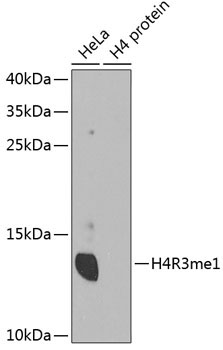 MonoMethyl-Histone H4-R3 Rabbit Polyclonal Antibody