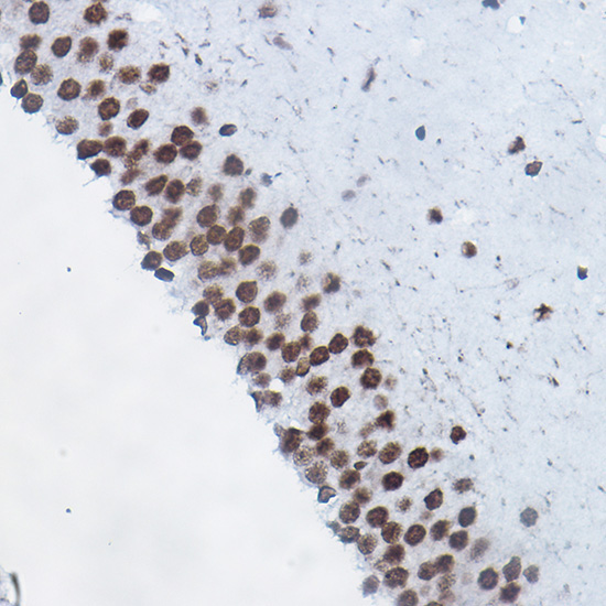 MonoMethyl-Histone H4-R3 Rabbit Polyclonal Antibody - Image 3