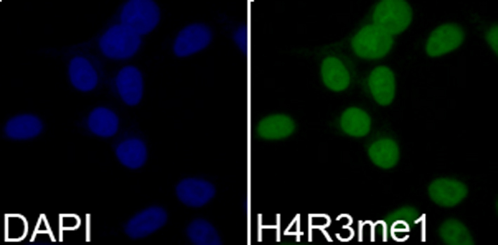 MonoMethyl-Histone H4-R3 Rabbit Polyclonal Antibody - Image 5