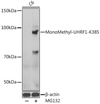 MonoMethyl-UHRF1-K385 Rabbit Polyclonal Antibody