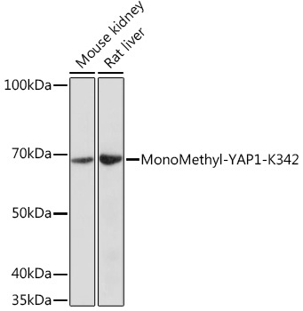 MonoMethyl-YAP1-K342 Rabbit Polyclonal Antibody