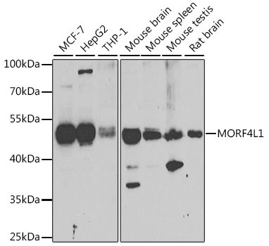 MORF4L1 Rabbit Polyclonal Antibody