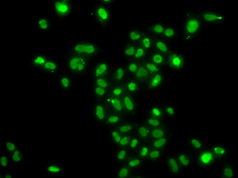 MORF4L2 Rabbit Polyclonal Antibody - Image 2