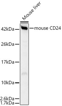 mouse CD24 Rabbit Polyclonal Antibody