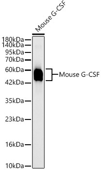 Mouse G-CSF Rabbit Monoclonal Antibody