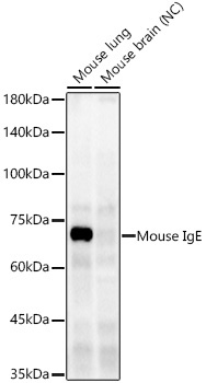 Mouse IgE Rabbit Monoclonal Antibody