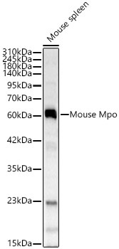 Mouse Mpo Rabbit Polyclonal Antibody