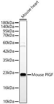Mouse PlGF Rabbit Polyclonal Antibody