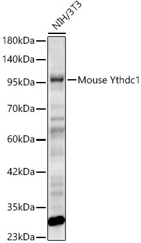 Mouse Ythdc1 Rabbit Polyclonal Antibody