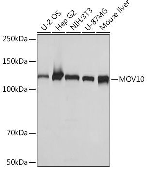 MOV10 Rabbit Monoclonal Antibody