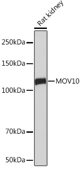 MOV10 Rabbit Monoclonal Antibody - Image 2