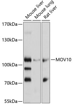 MOV10 Rabbit Polyclonal Antibody
