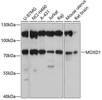 MOXD1 Rabbit Polyclonal Antibody