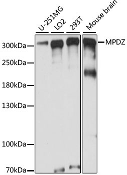 MPDZ Rabbit Polyclonal Antibody
