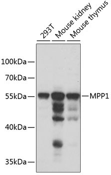 MPP1 Rabbit Polyclonal Antibody