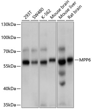 MPP6 Rabbit Polyclonal Antibody