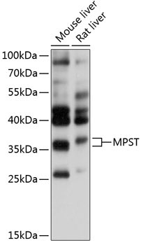 MPST Rabbit Polyclonal Antibody